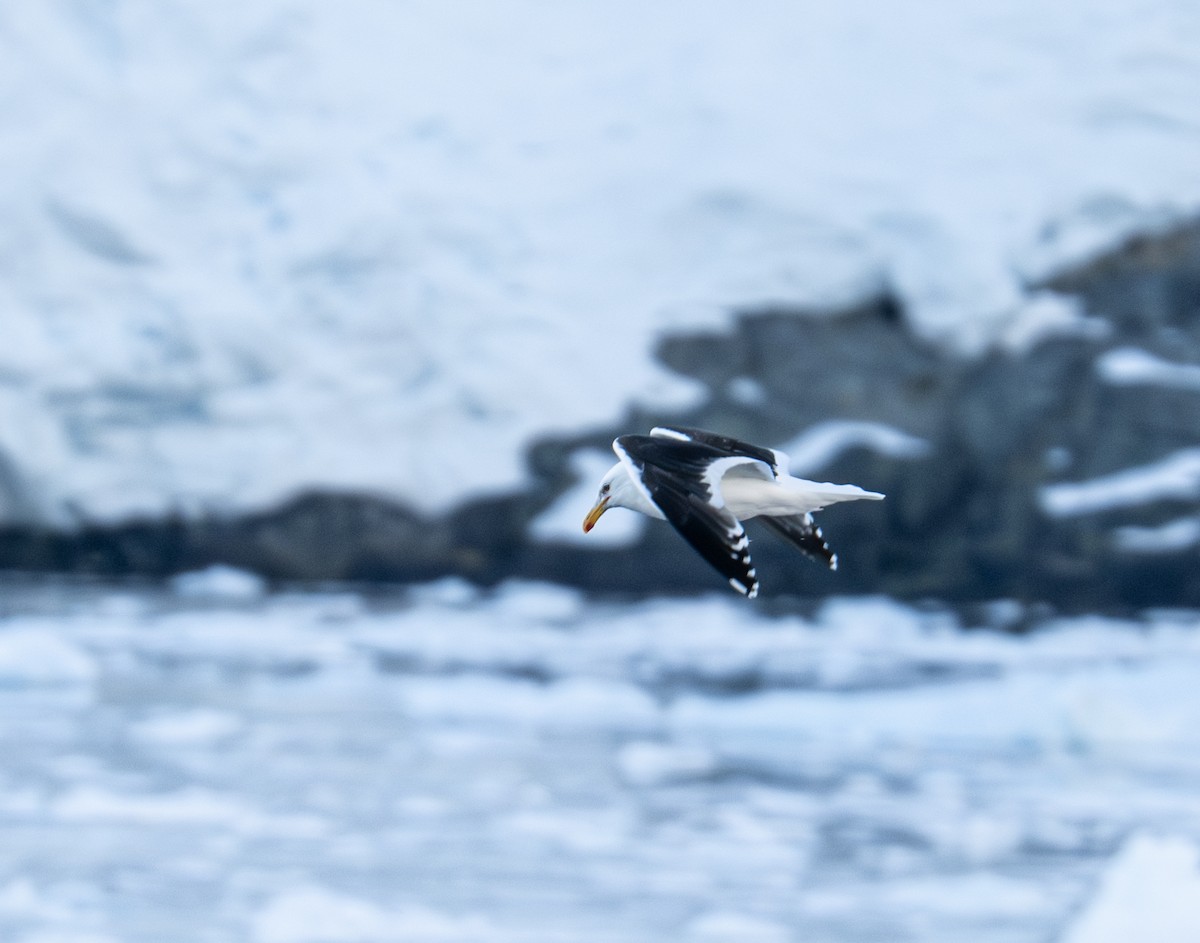 Kaio domingotarra - ML652758595