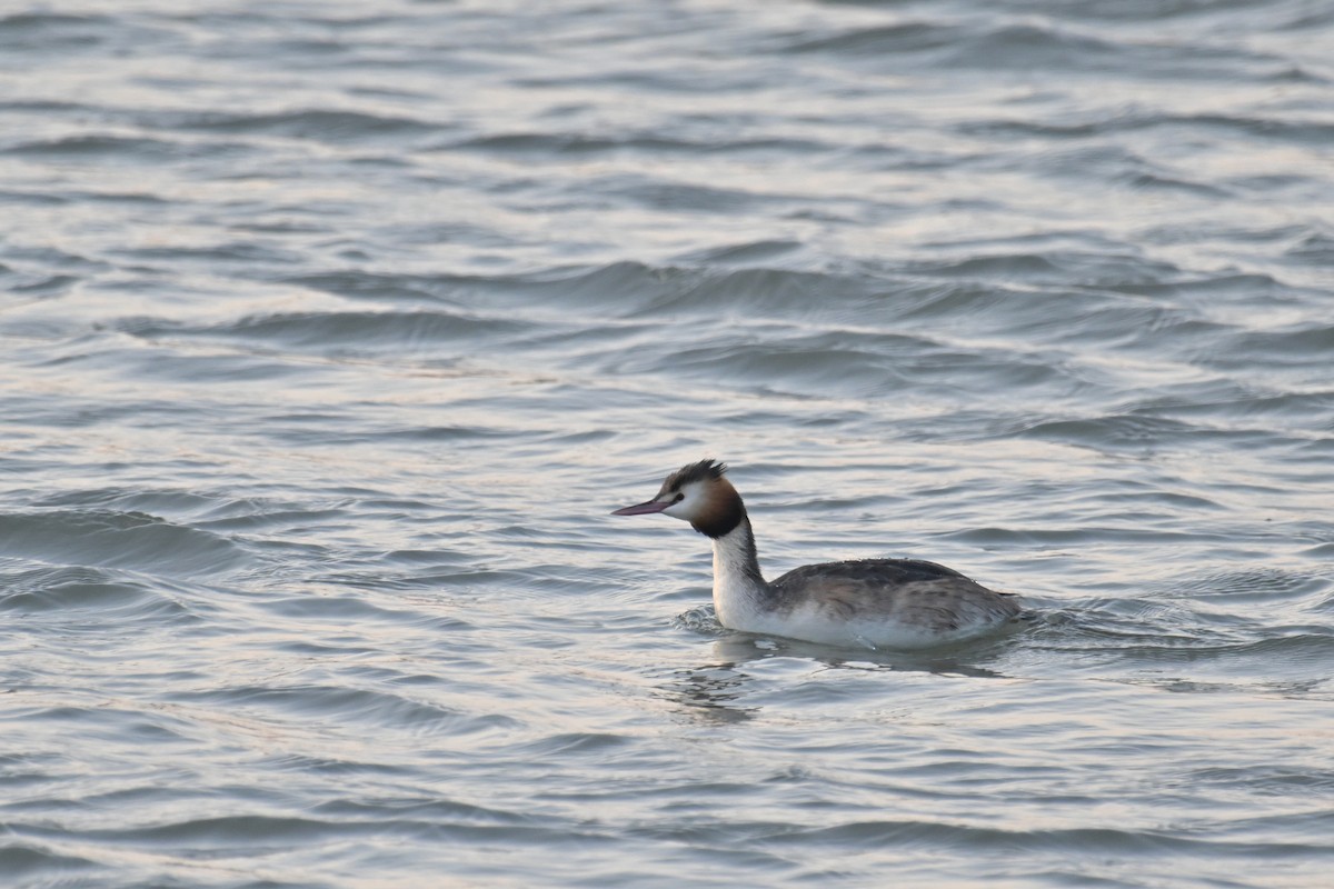 Отгот шунгуур - ML652758597