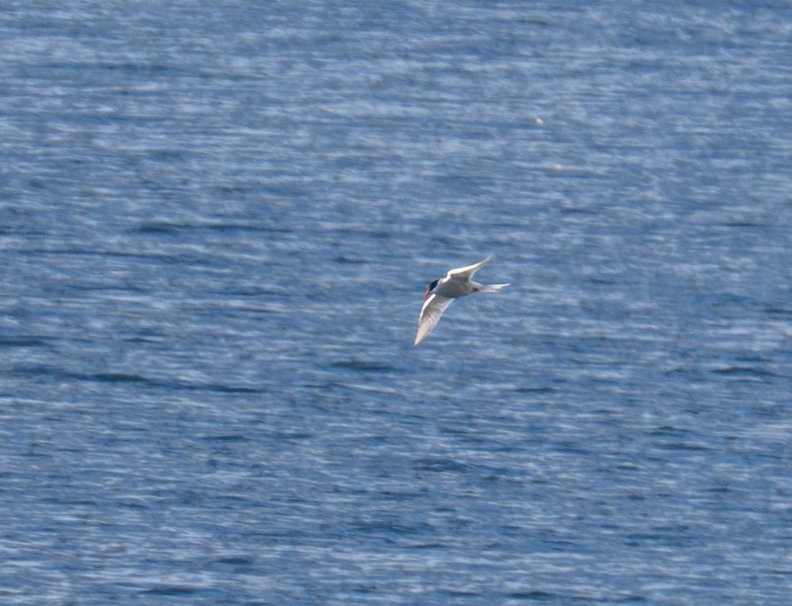 Antarctic Tern - ML652758607