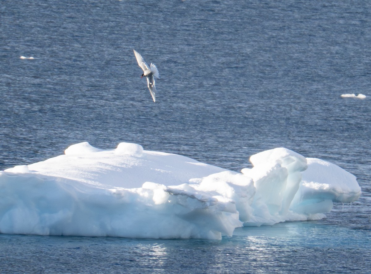 Antarctic Tern - ML652758608