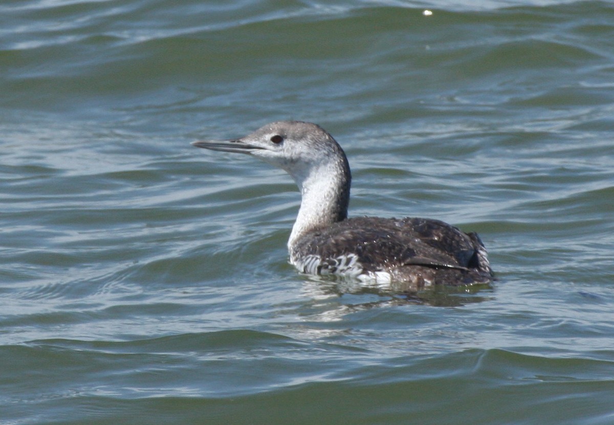 Red-throated Loon - Frederick Bowes