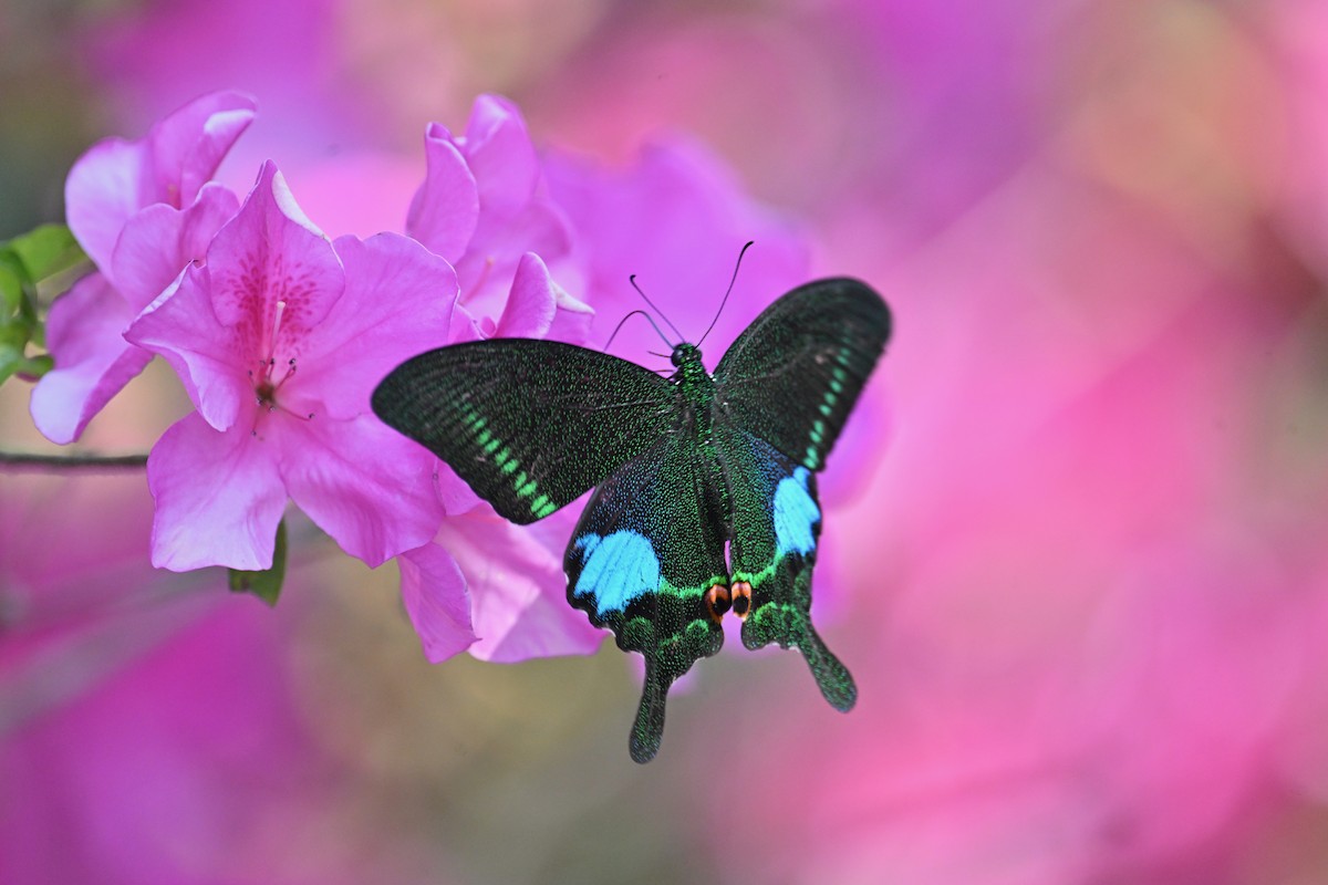 Paris Peacock Swallowtail - ML652758626