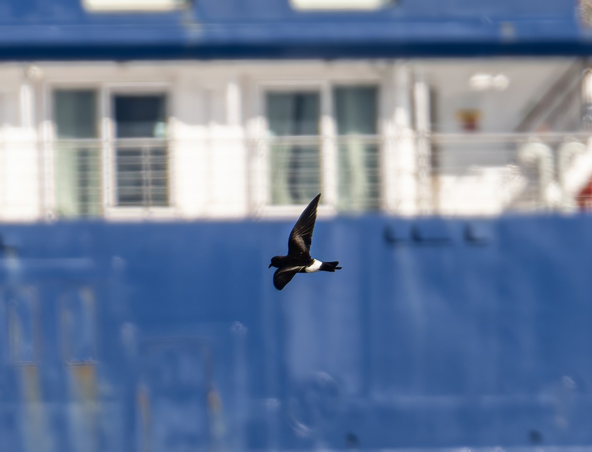 Wilson ekaitz-txoria - ML652758637