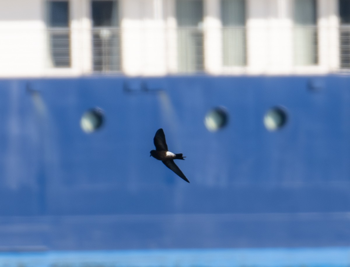 Wilson ekaitz-txoria - ML652758638