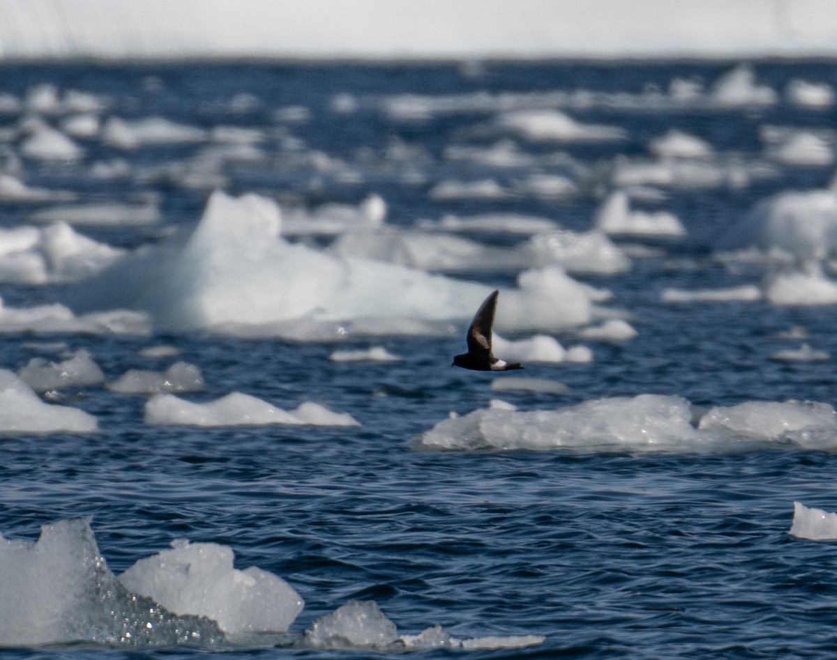 Wilson ekaitz-txoria - ML652758639