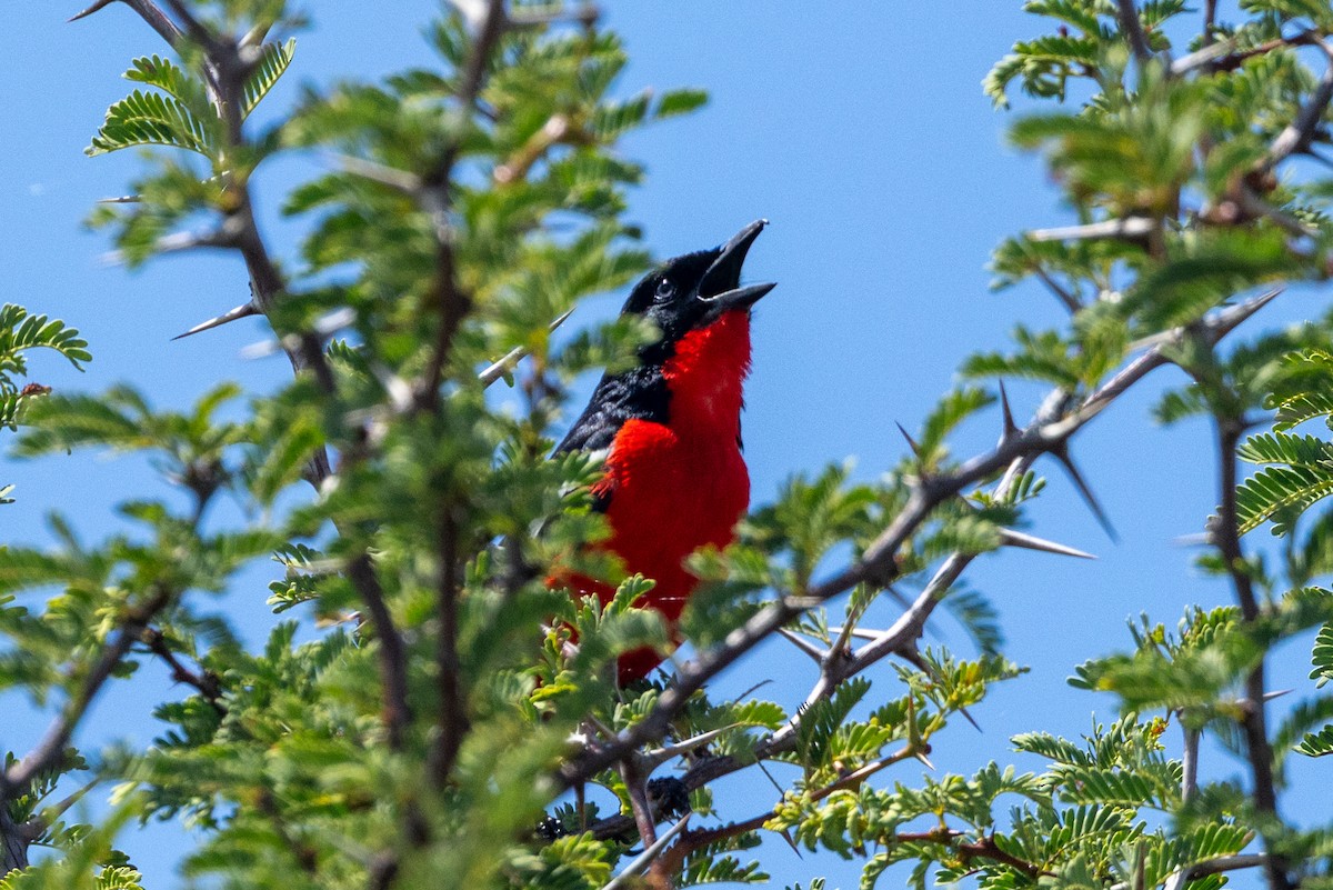 Crimson-breasted Gonolek - ML652759030
