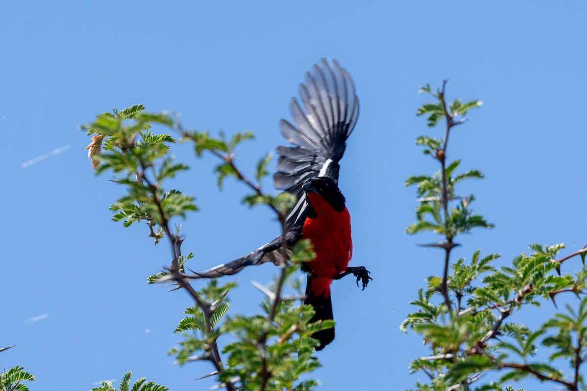 Crimson-breasted Gonolek - ML652759031