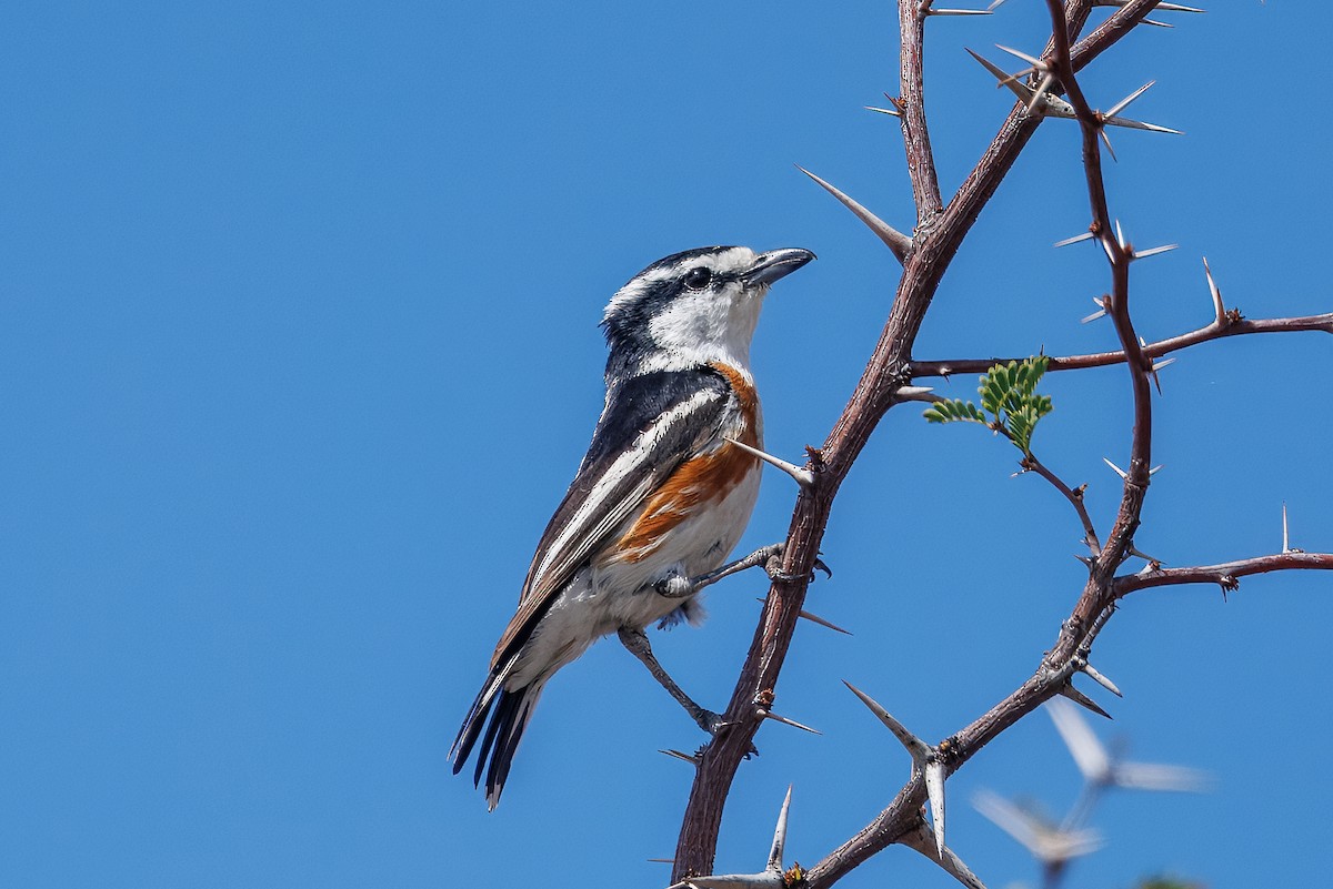 Brubru - ML652759034