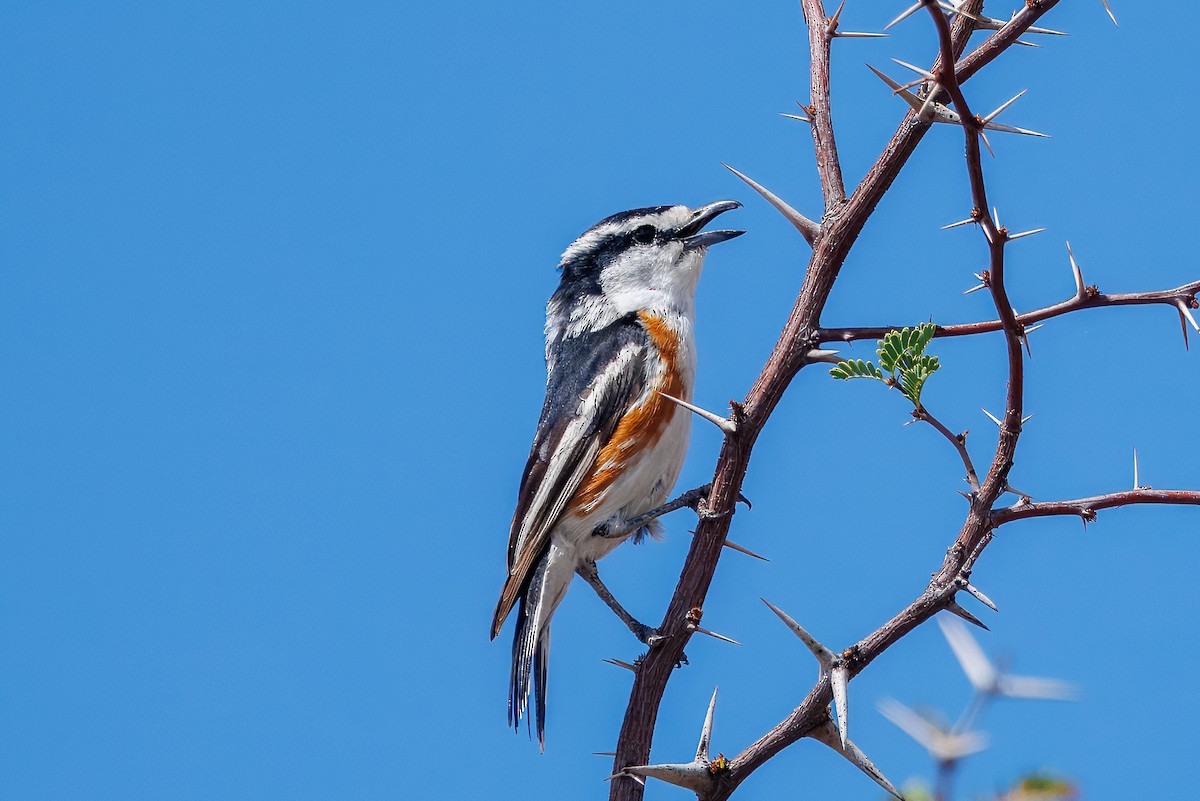 Brubru - ML652759035