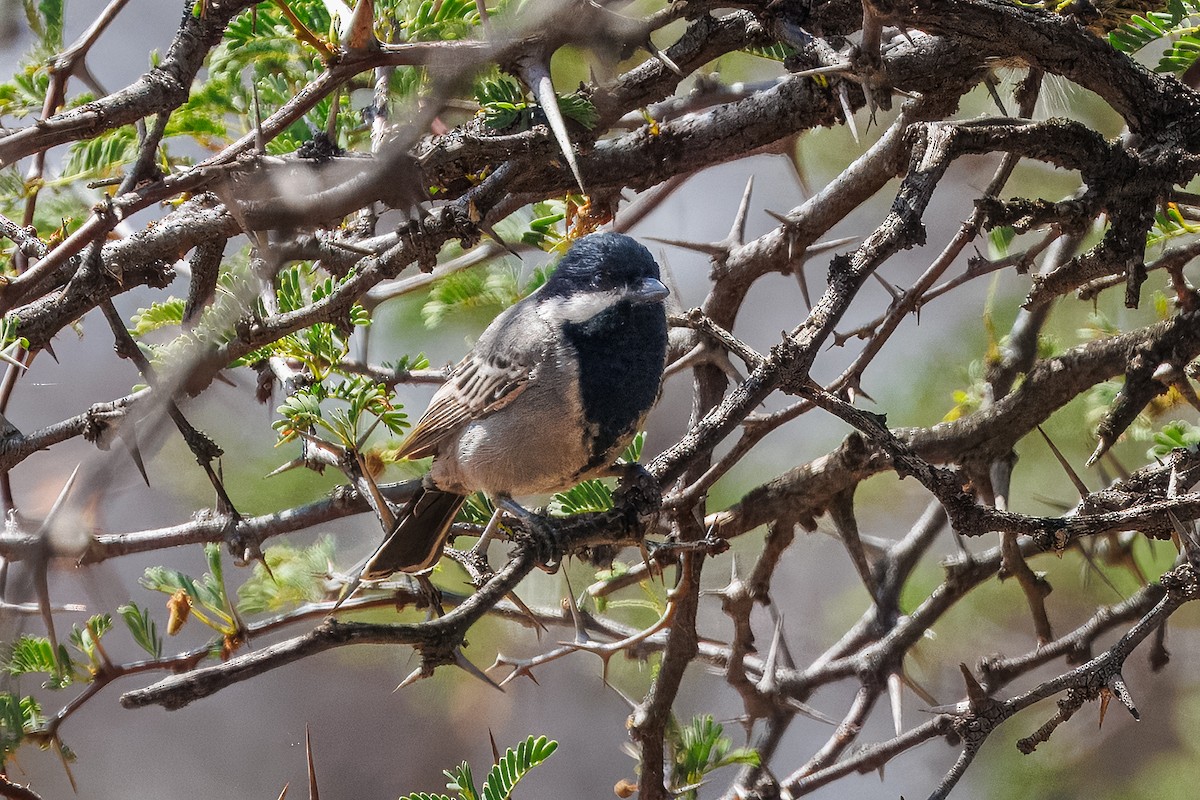 Ashy Tit - ML652759047