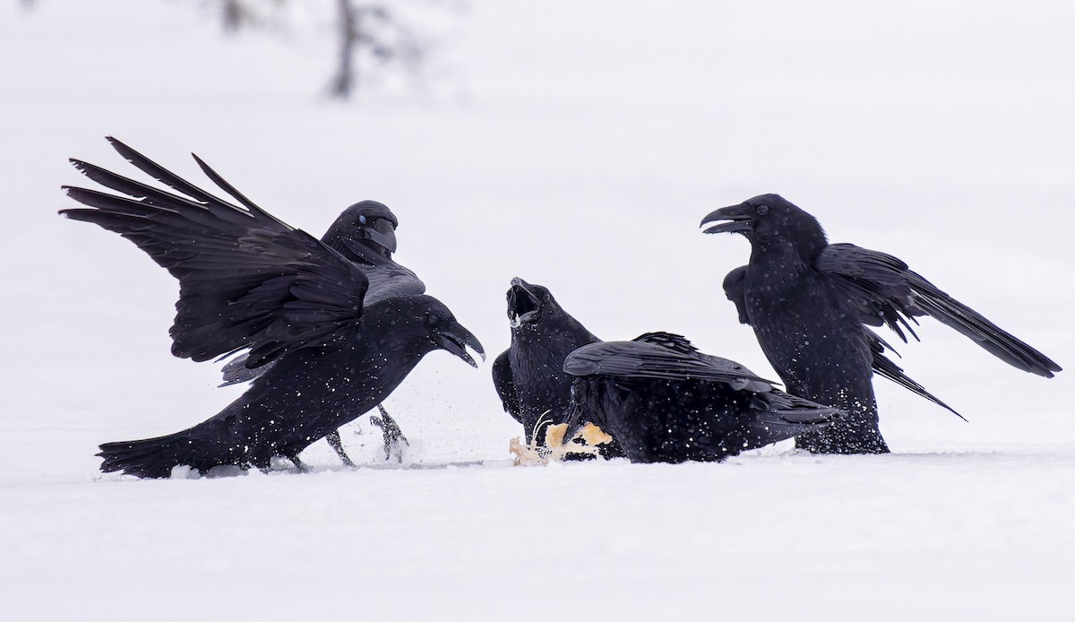 ワタリガラス - ML652759306