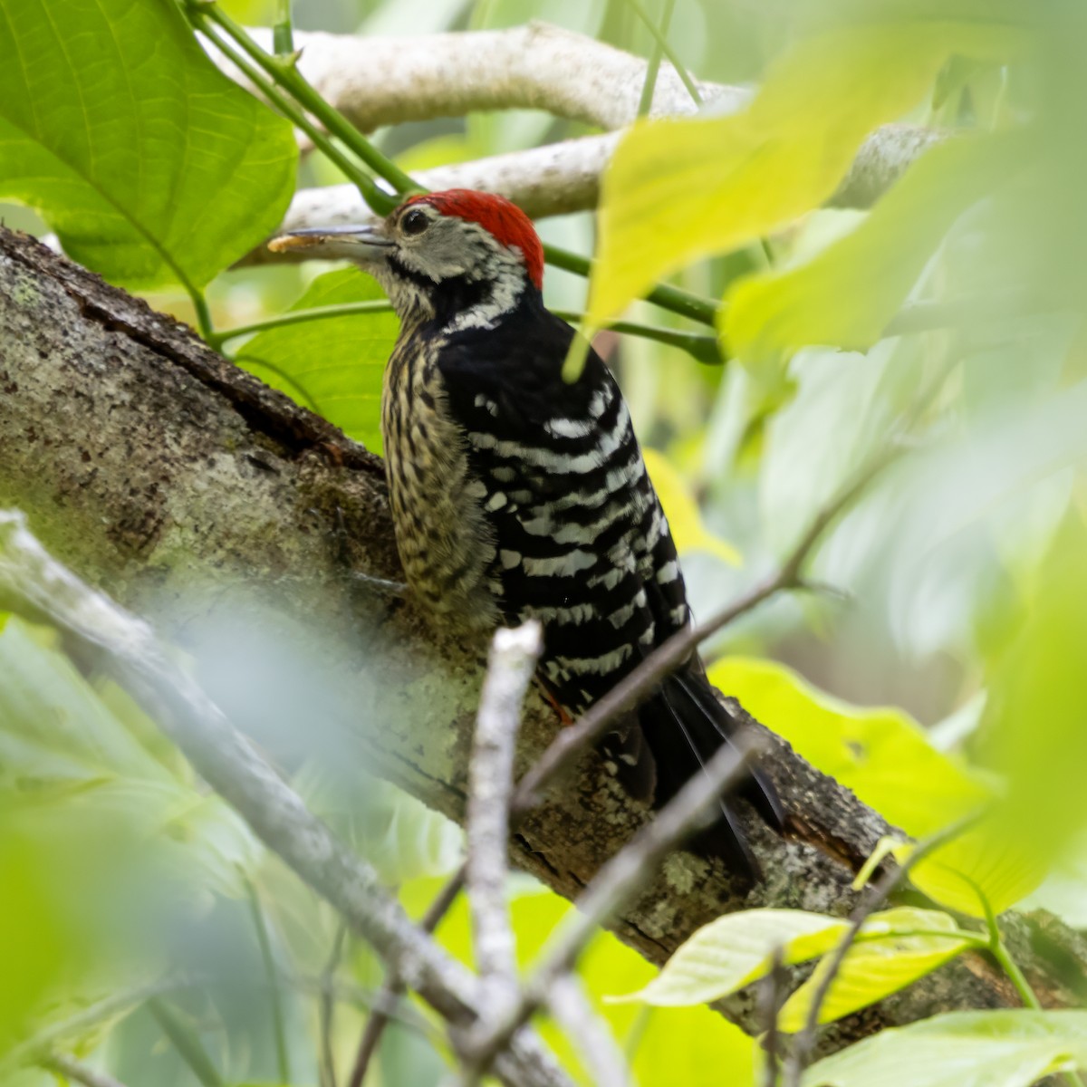Stripe-breasted Woodpecker - ML652759308