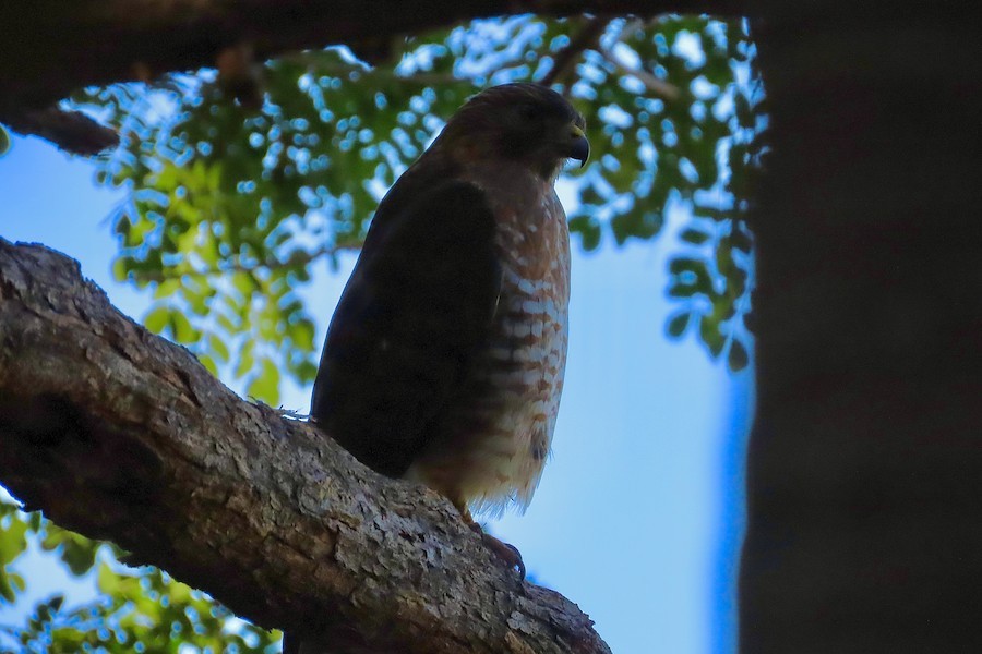 Broad-winged Hawk - ML652759357