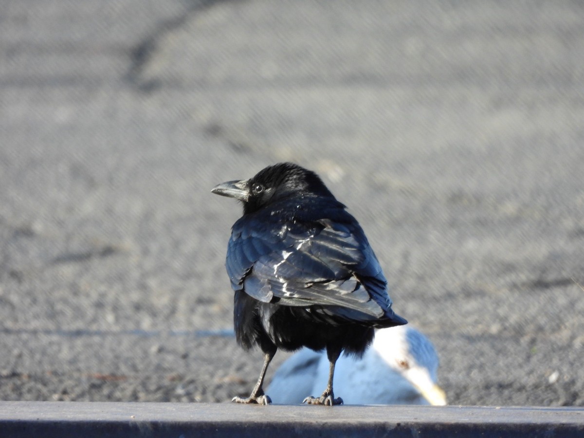 Fish Crow - ML652759547