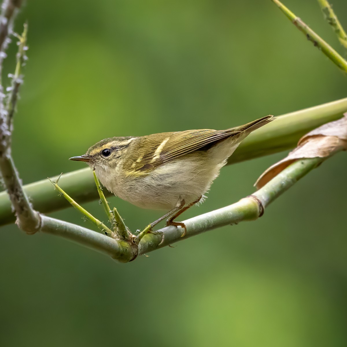 Davison's Leaf Warbler - ML652759600