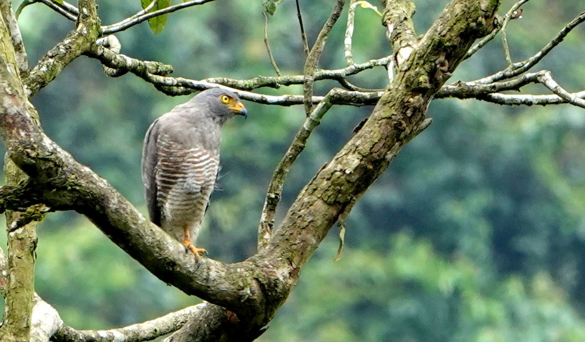 Buse à gros bec - ML652759768