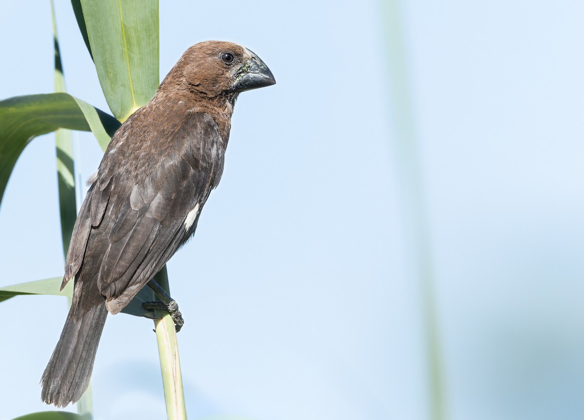 tykknebbvever - ML652759826