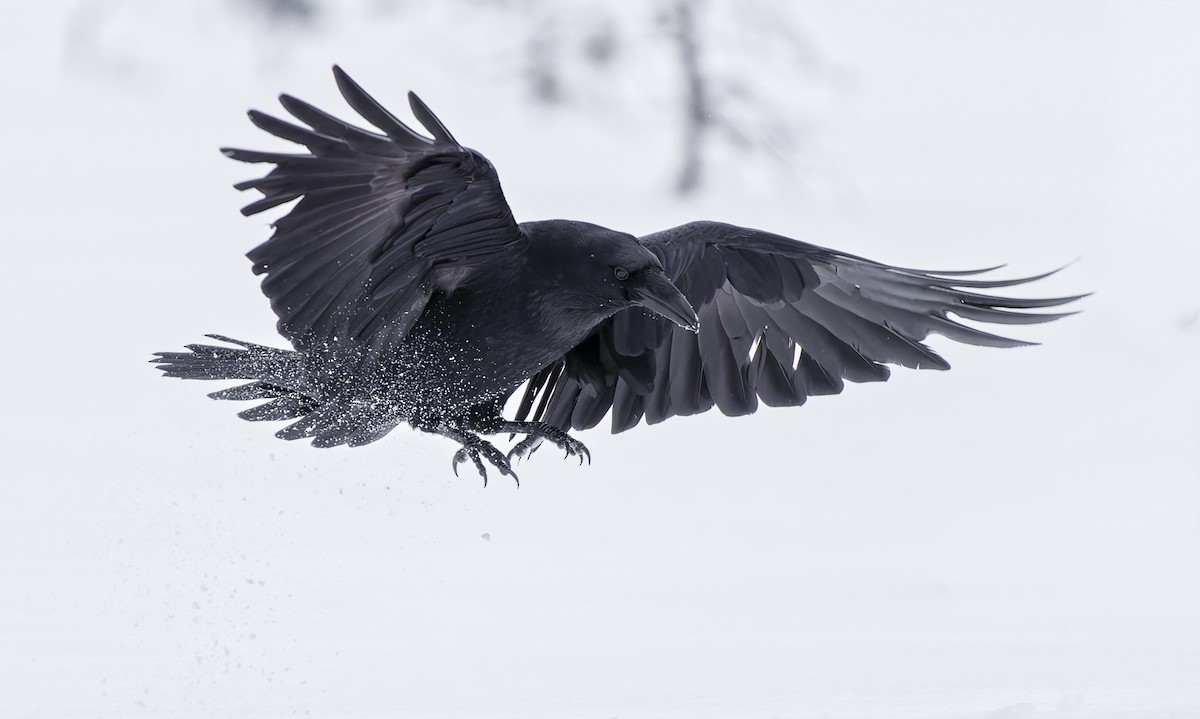 ワタリガラス - ML652759971