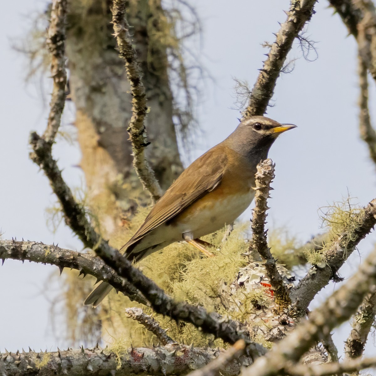 白眉鶇 - ML652760104