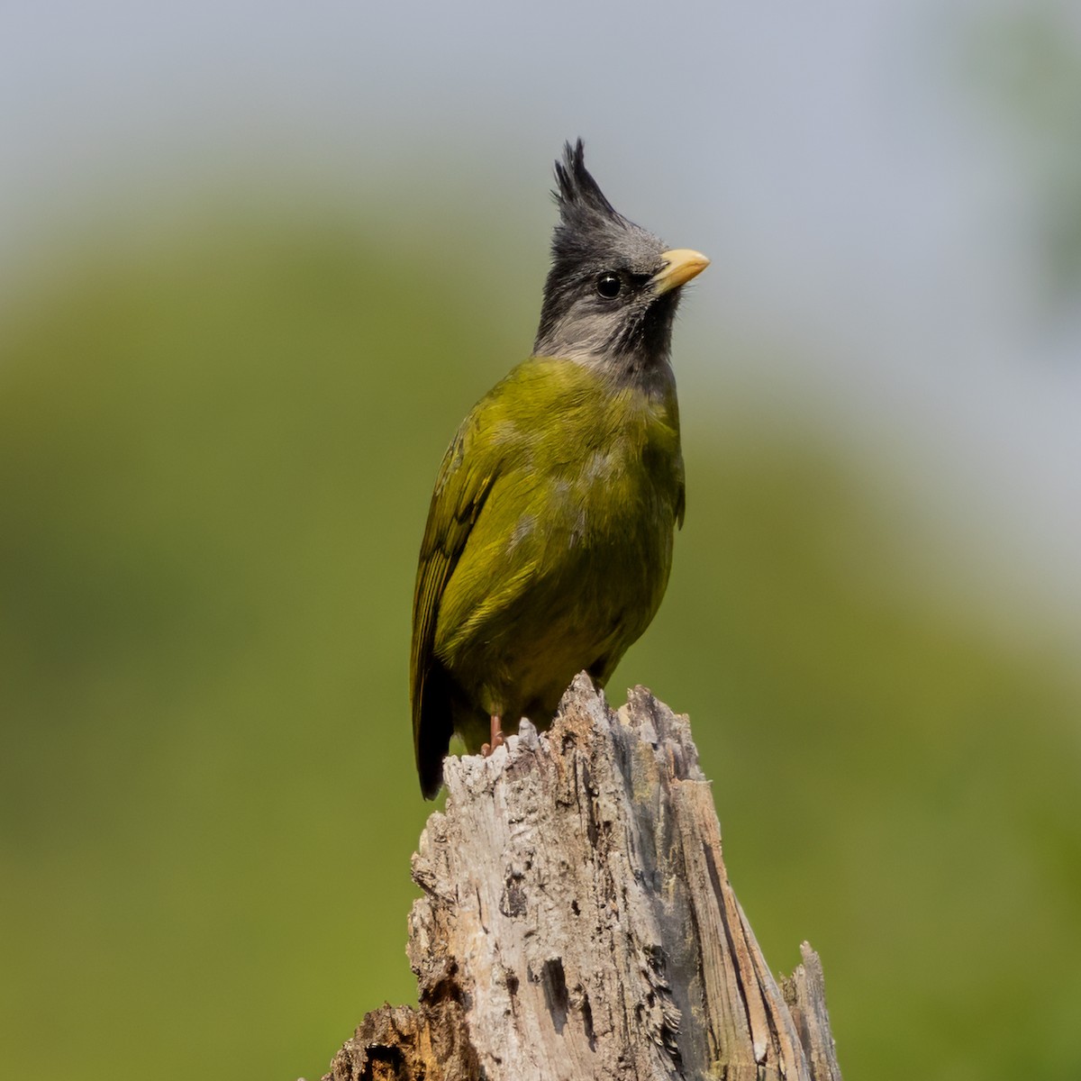 Crested Finchbill - ML652760353