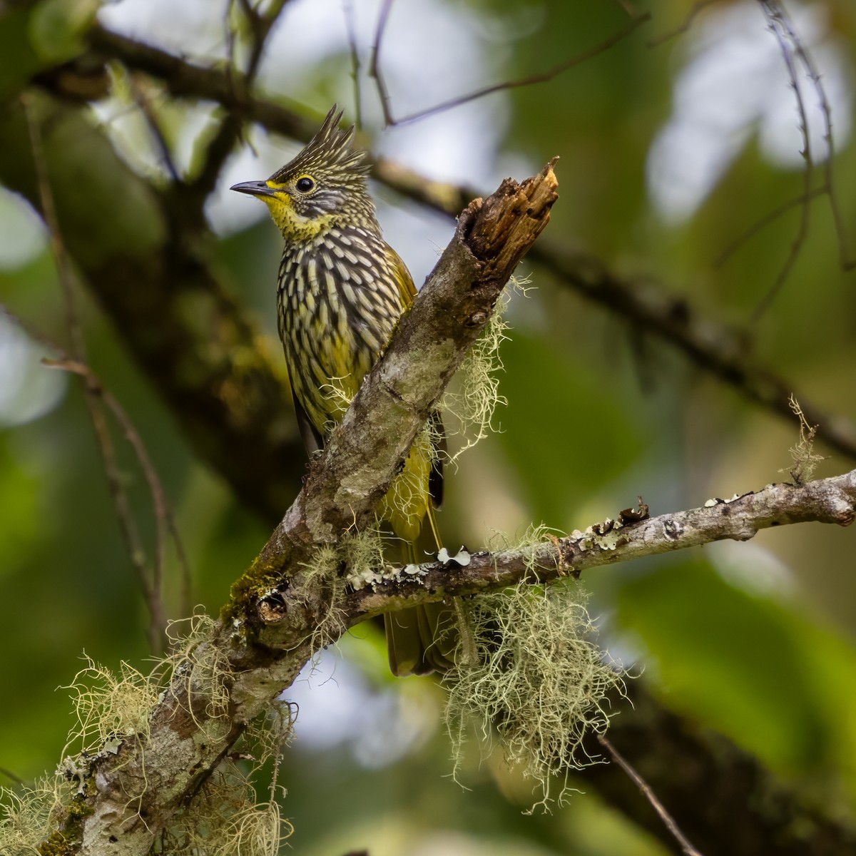 Striated Bulbul - ML652760528