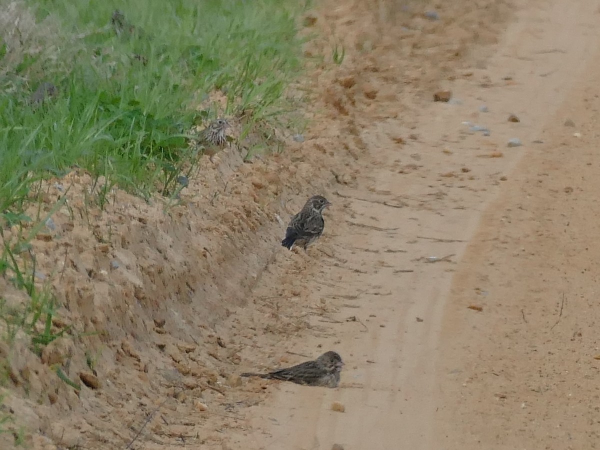 Vesper Sparrow - ML652760724