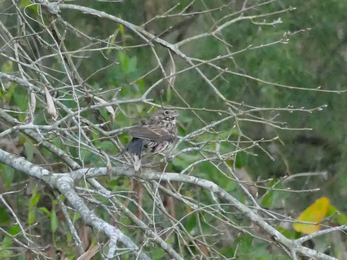 Vesper Sparrow - ML652760759