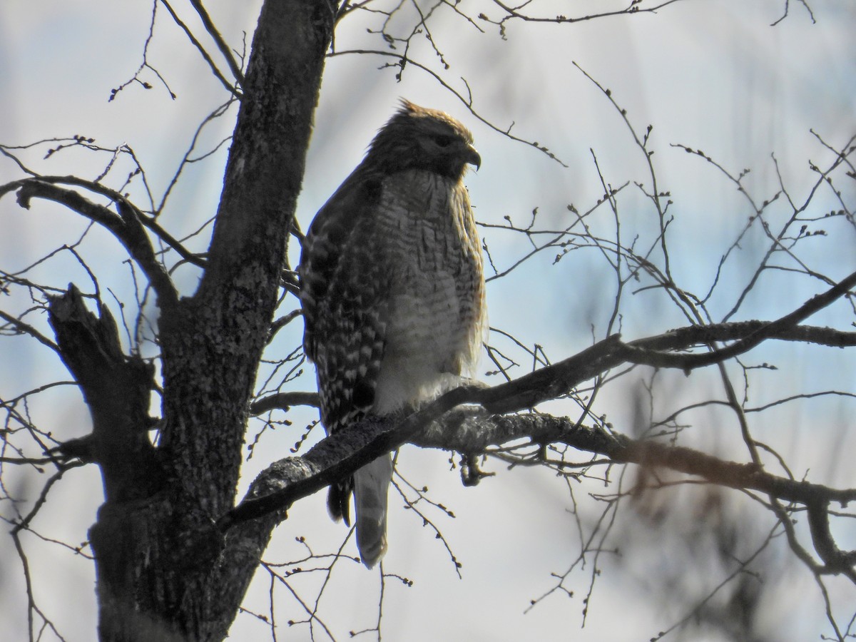 Red-shouldered Hawk - ML652760774