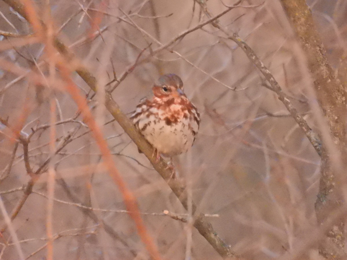 Fox Sparrow (Red) - ML652760793