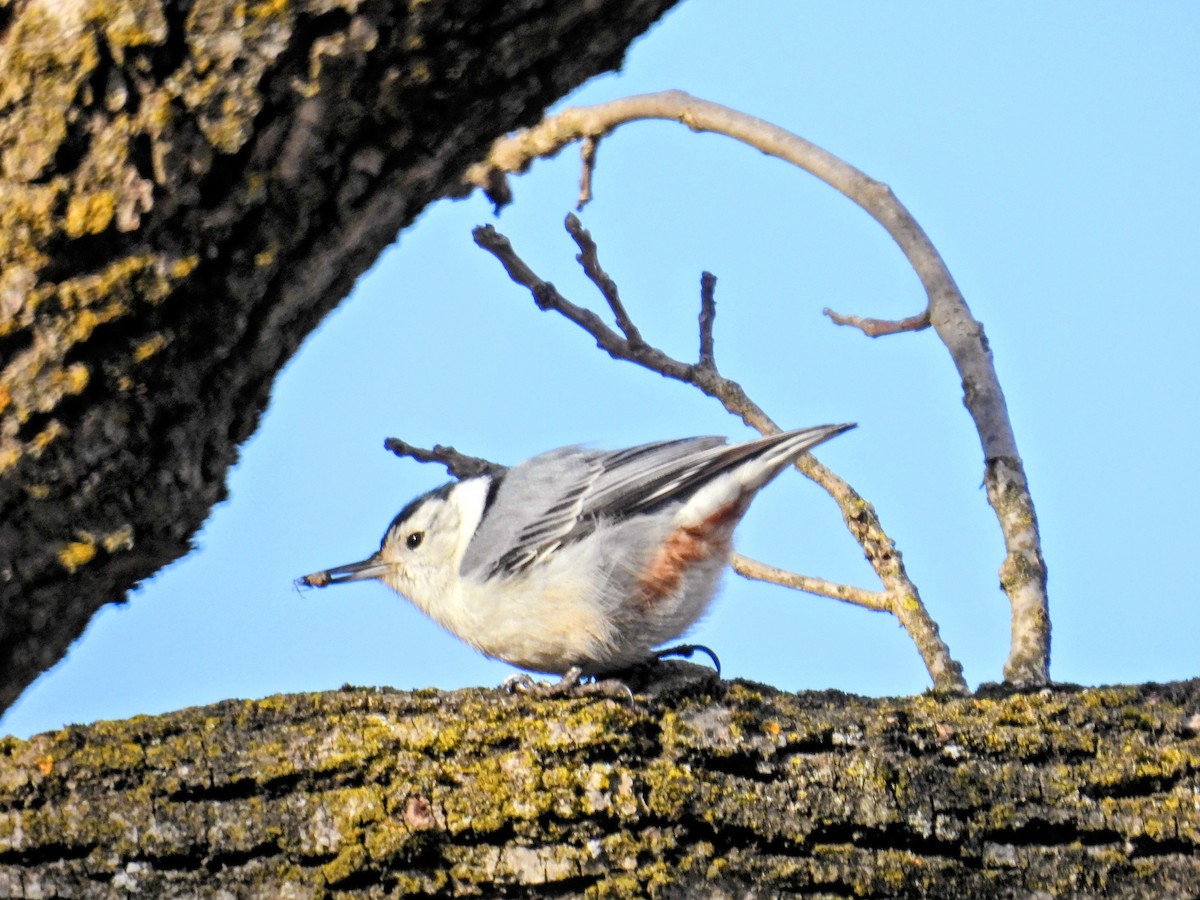 White-breasted Nuthatch - ML652760807