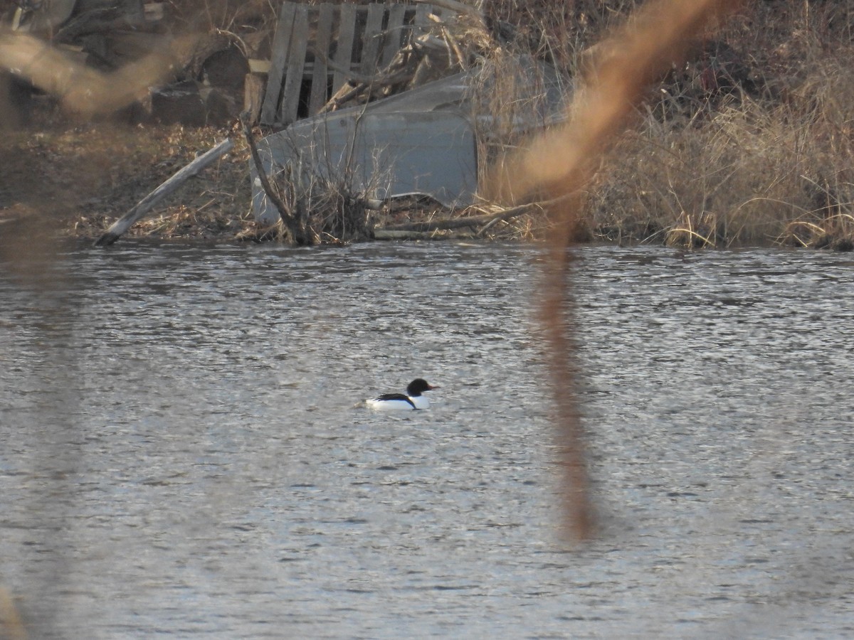 Zerra handia - ML652760823