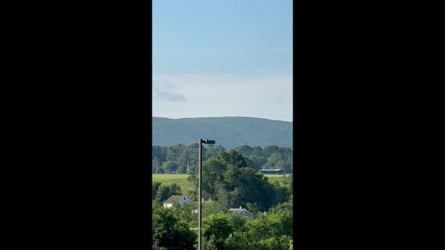 Northern Mockingbird - ML652760835