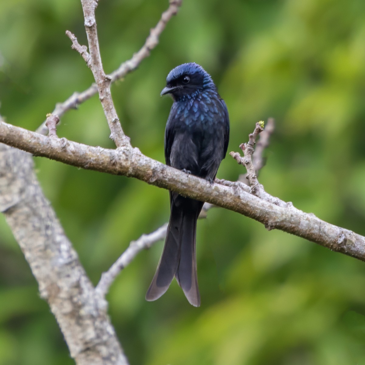 小卷尾 - ML652760877