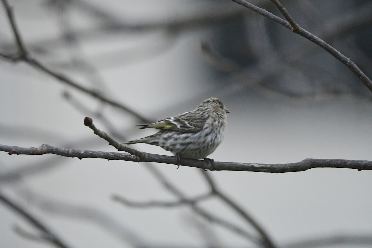 Pine Siskin - ML652761070