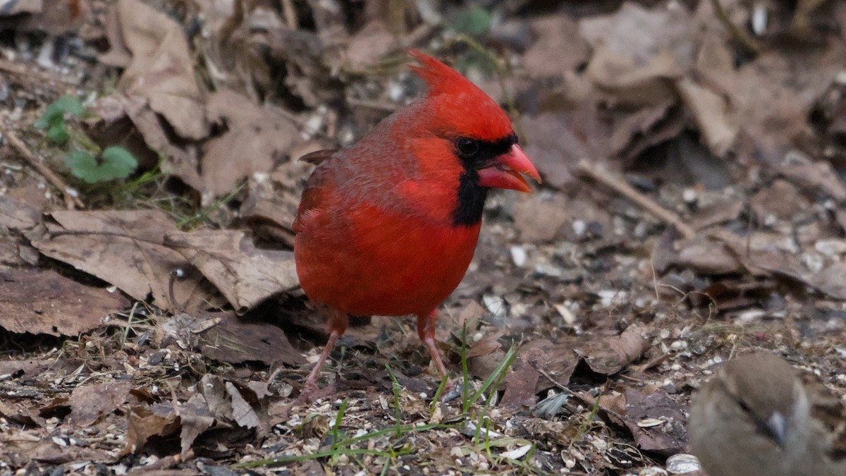 Кардинал червоний - ML652761087