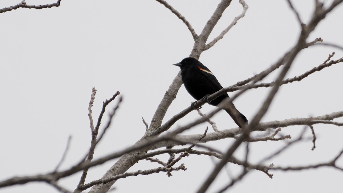 Еполетник червоноплечий - ML652761090