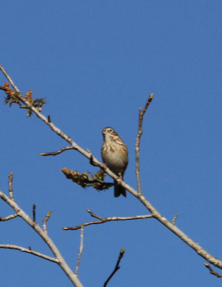 Vesper Sparrow - ML652761248
