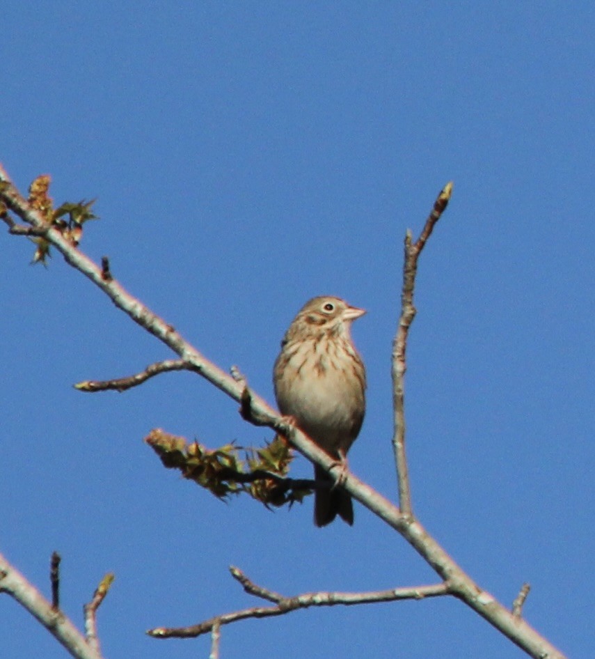 Vesper Sparrow - ML652761249