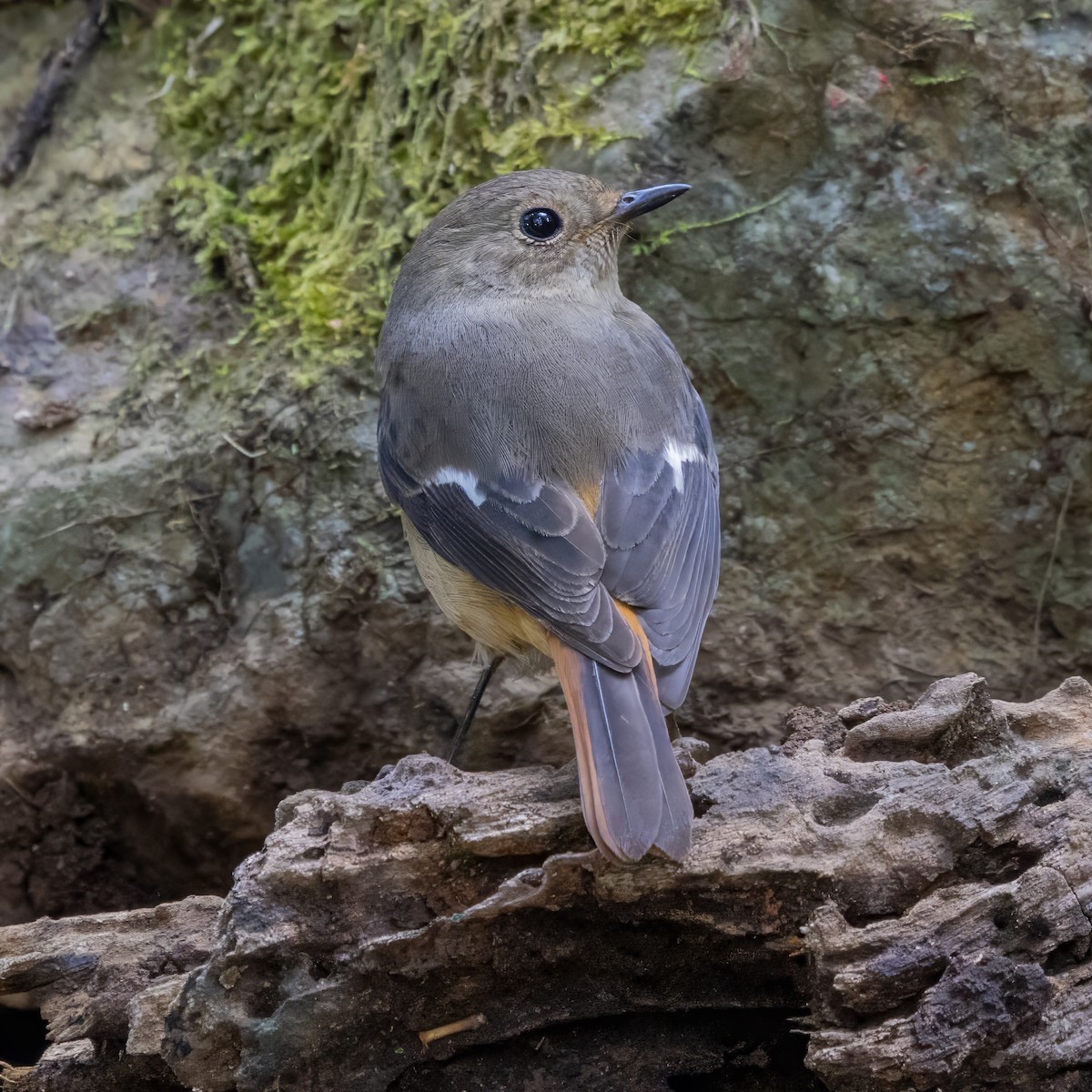 黃尾鴝 - ML652761333
