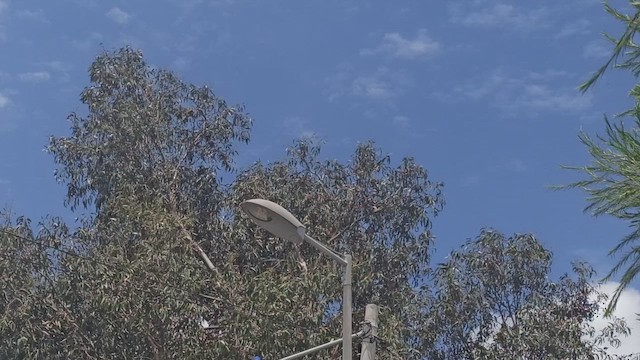 Crécerelle d'Amérique - ML652761335