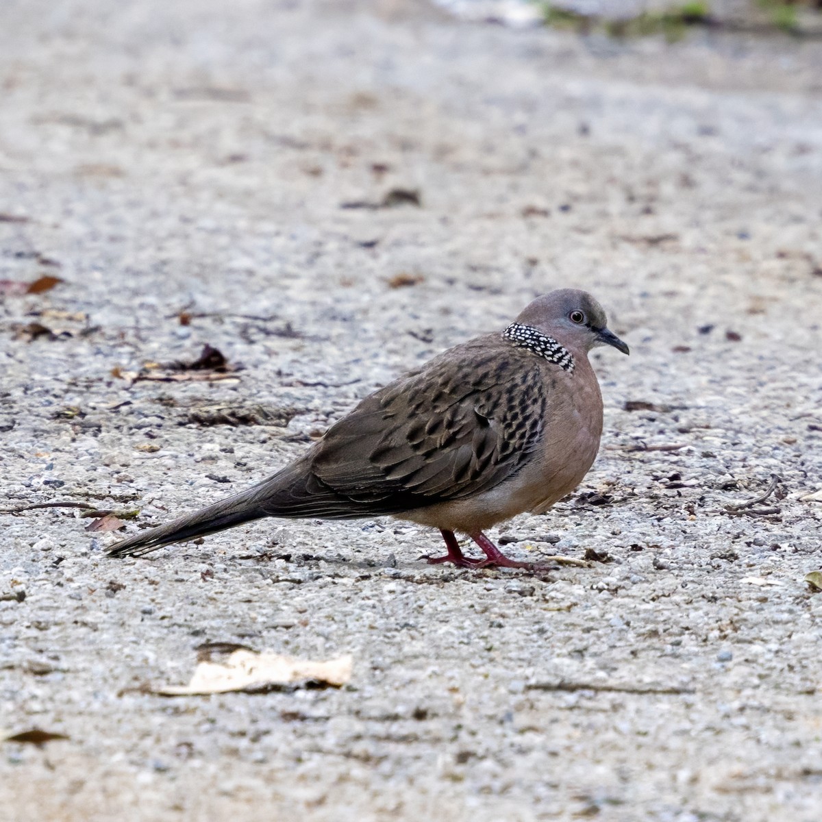 珠頸斑鳩 - ML652761466