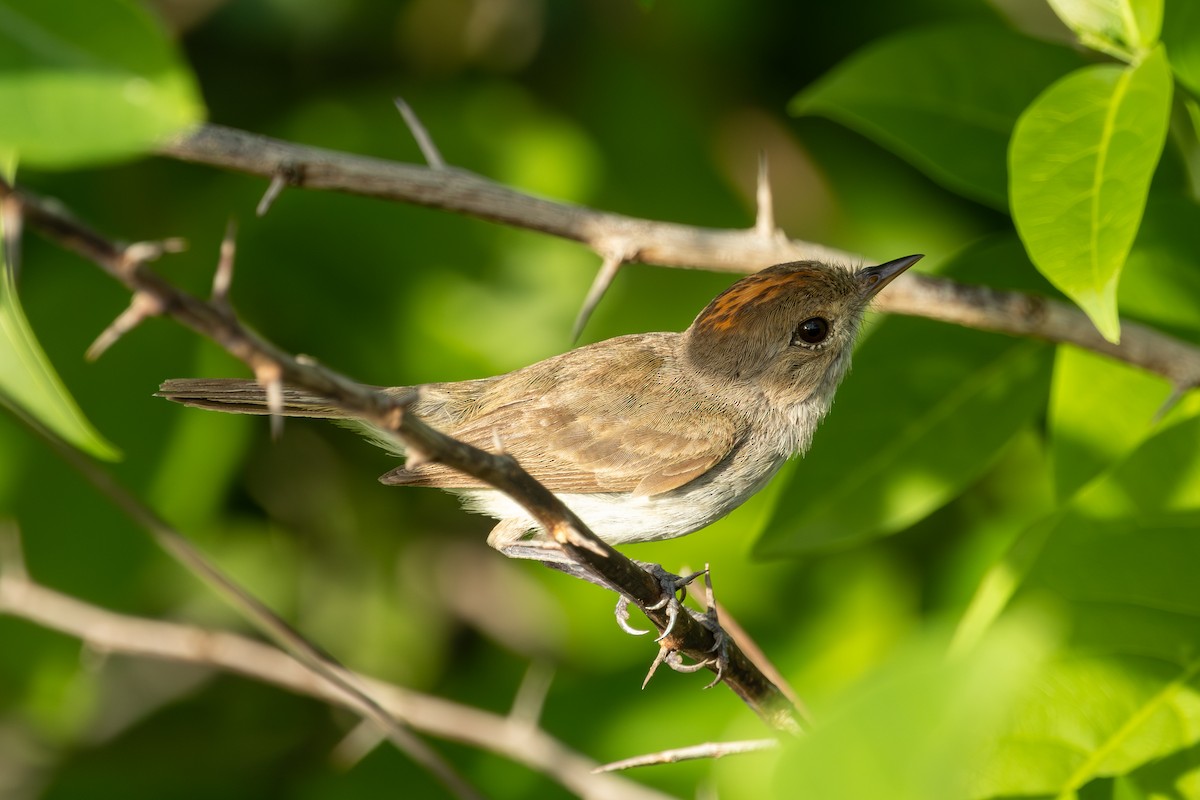 Fulvous-crowned Scrub-Tyrant - ML652761503