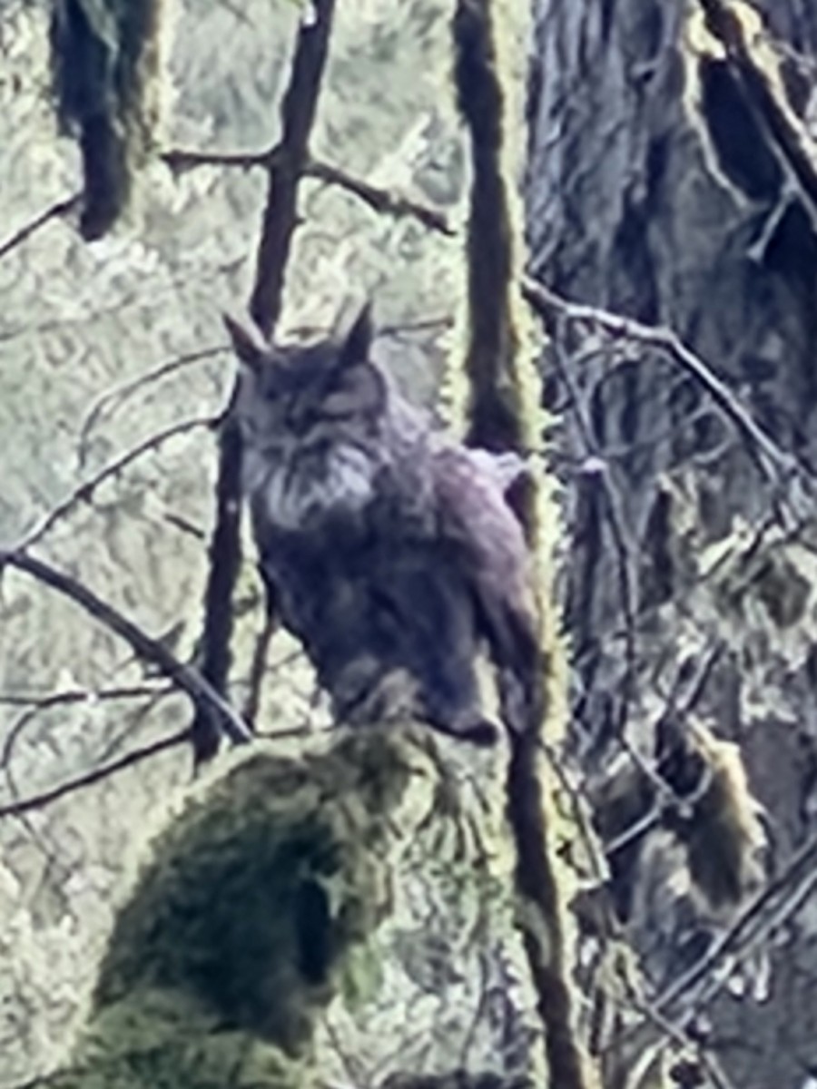 Виргинский филин - ML652761629