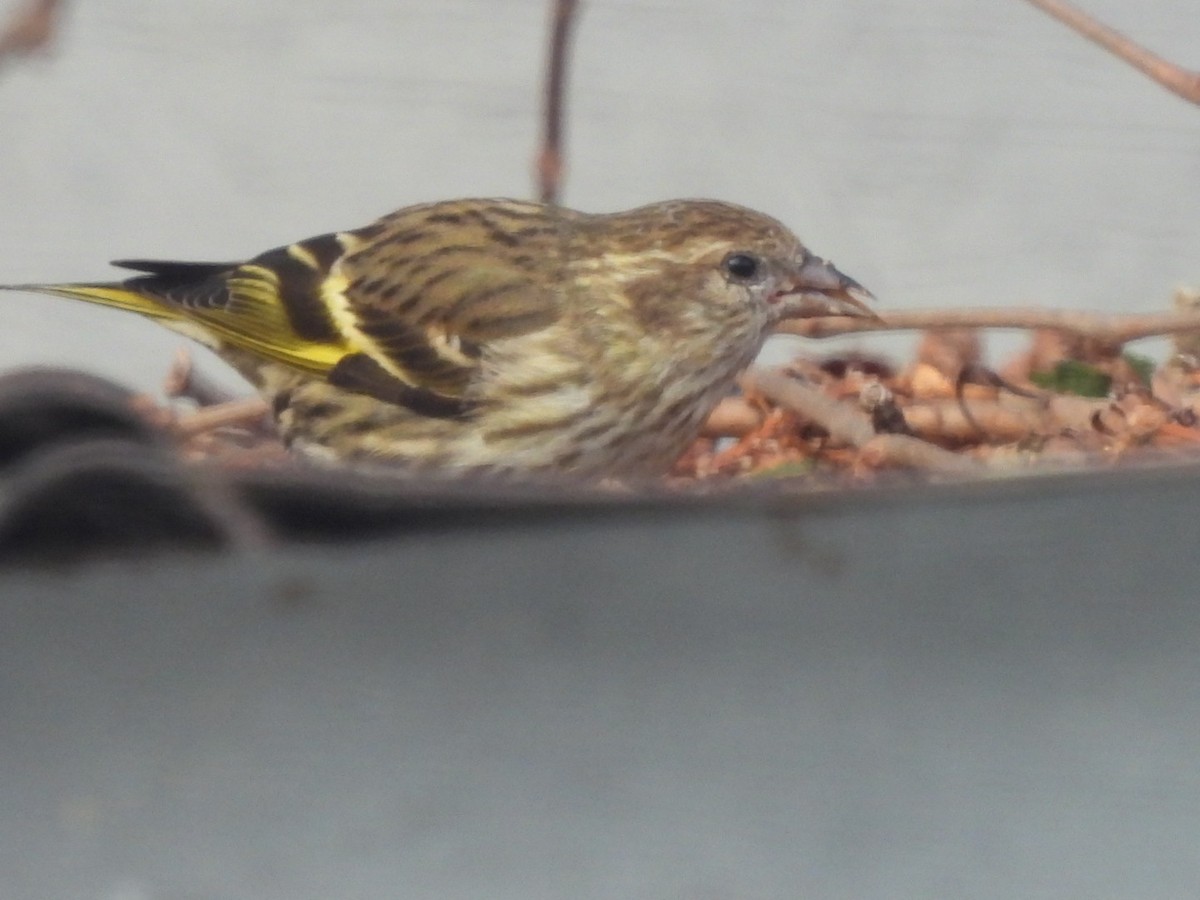 Pine Siskin - ML652761846