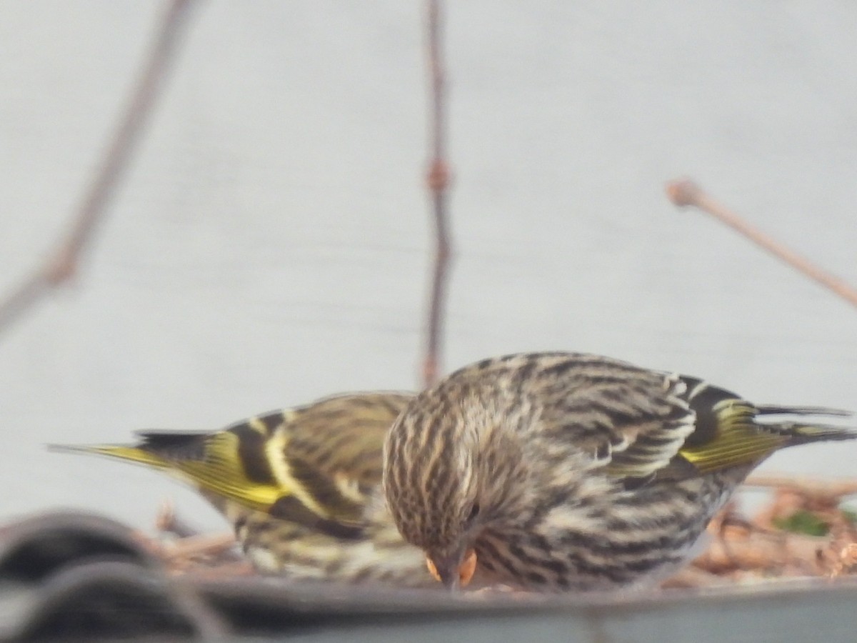 Pine Siskin - ML652761898