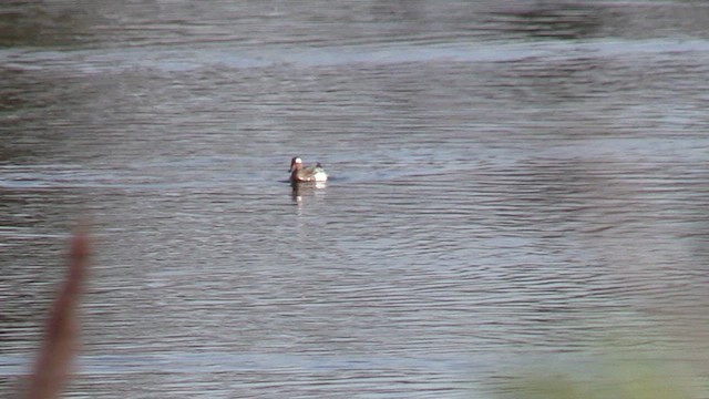 Sarcelle d'été - ML652761907