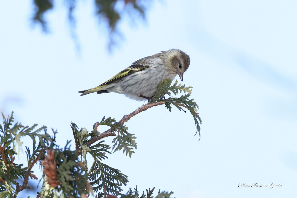 Pine Siskin - ML652761962