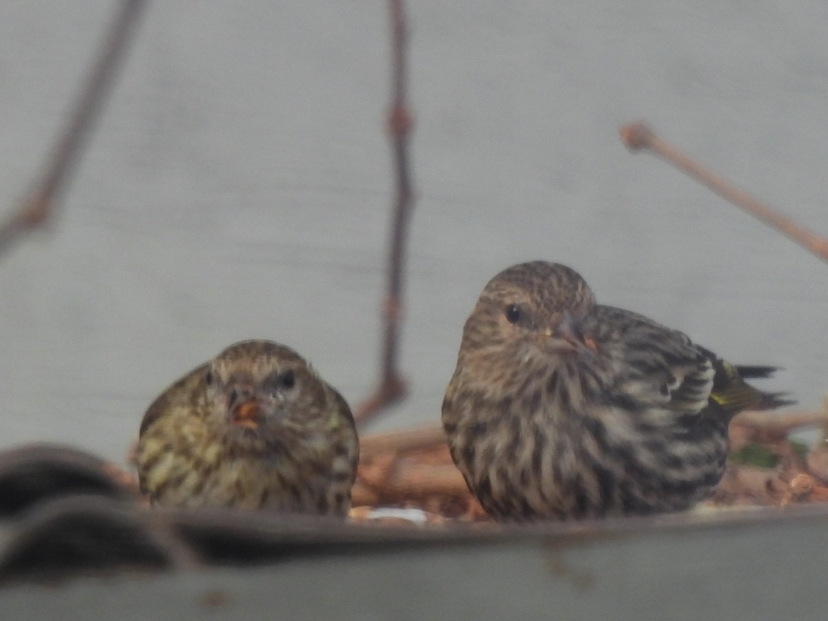 Pine Siskin - ML652761964