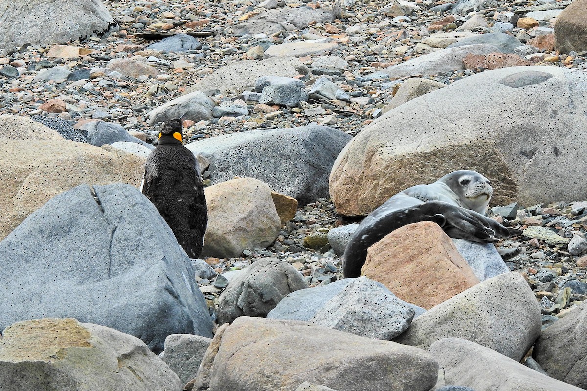 King Penguin - ML652762083