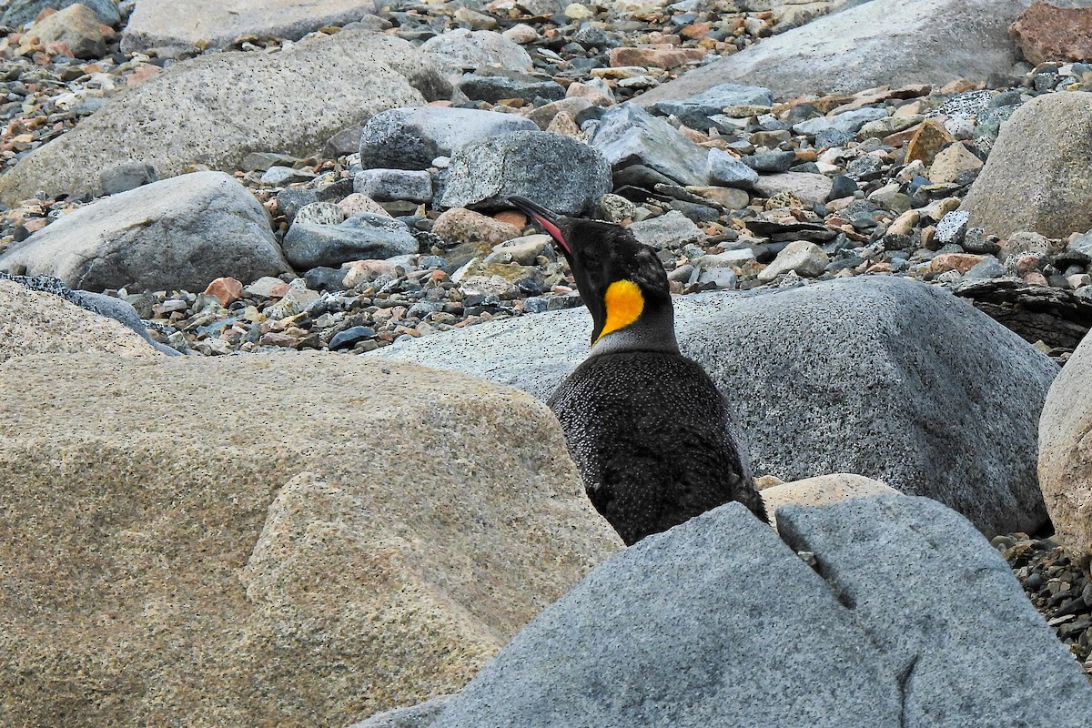 King Penguin - ML652762084
